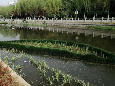 攀枝花水体环境修复浮田湿地正大森立