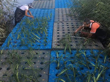 德阳湖泊水生态治理新型湿地材料生产