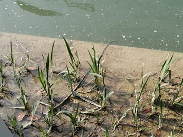 广元自然水体修复浮田湿地技术