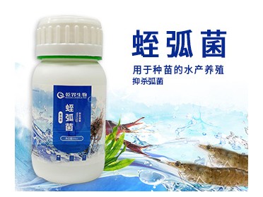 乾界生物蛭弧菌 治疗南美白对虾因为弧菌感染的病害