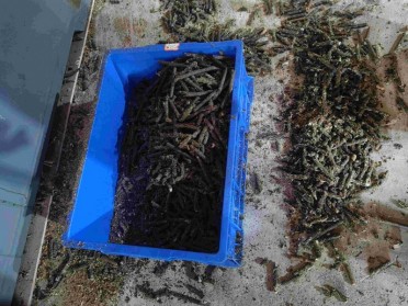 上海展会：生物质制氢站上C位，重庆瀚蓝机械高效预处理成破局关键